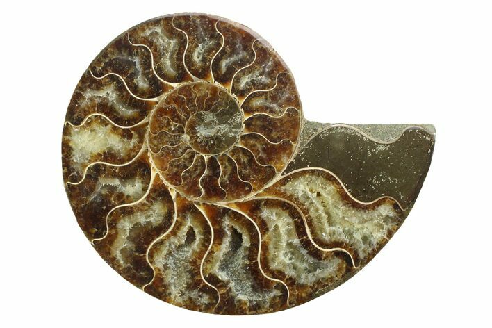 Cut & Polished Ammonite Fossil (Half) - Madagascar #354142